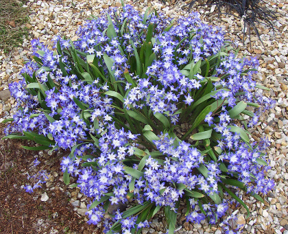 Chionodoxa forbesii 'Blue Giant' 